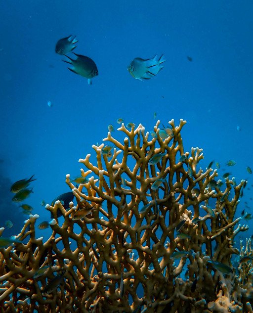 Coral Reef Restoration Strategies